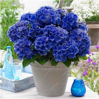 Benoon Semi Di Ortensia 100 Pezzi/Borsa Semi Di Ortensia Semi Di Fiori Bonsai Terreno Neutro Per Balcone Semi di ortensie 