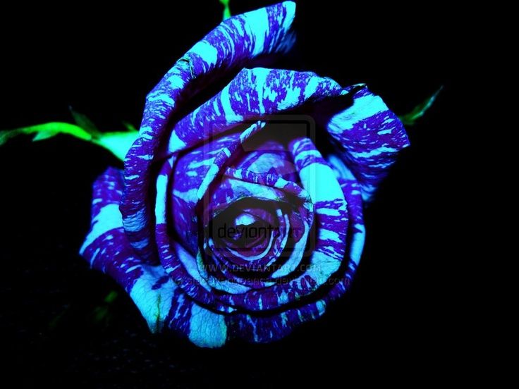 2017 20 Blue Dragon Rose Seeds ,Rare Beautiful Stripe Rose Bush Plant