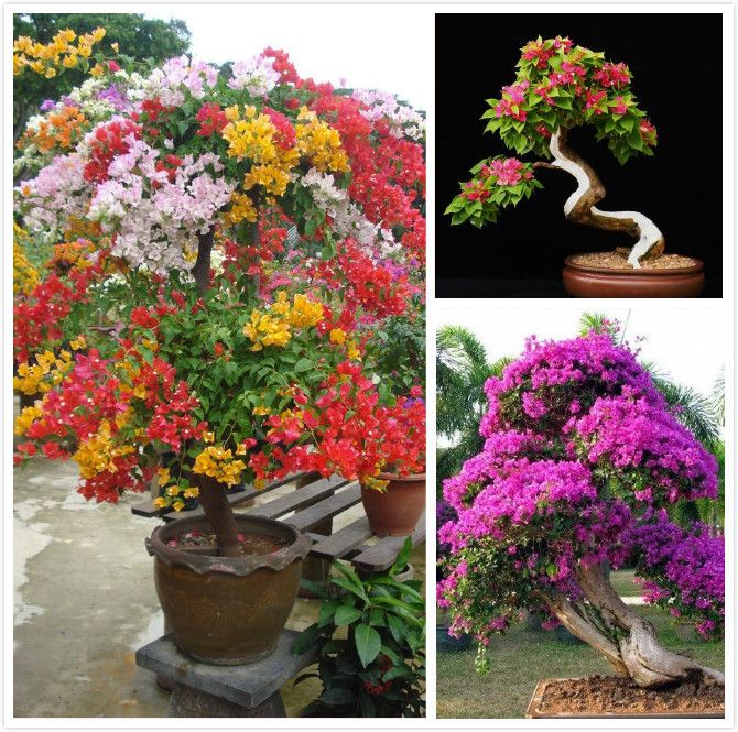 2017 100 Mix Color Bougainvillea Balcony Pot, Yard Bonsai Flower Plant