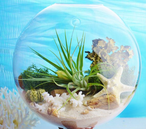 2017 top opening mouth wall planter glass bubble terrarium,wall ...