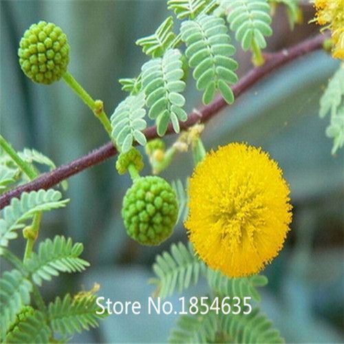 2017 High Quality / Bag Acacia Confusa Seeds, Landscaping Evergreen