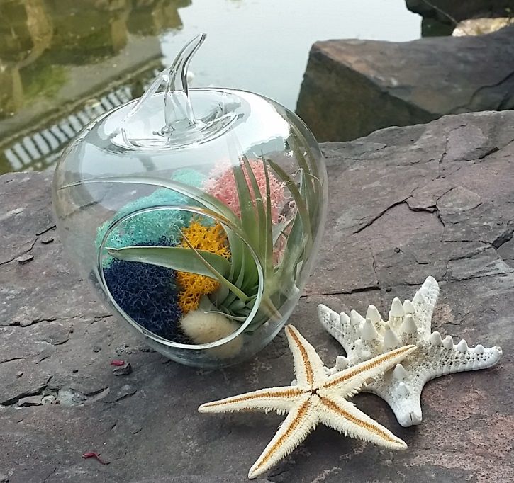 Apple/Pear Glass Terrarium Indoor Garden Moss Terrarium,Air Plant