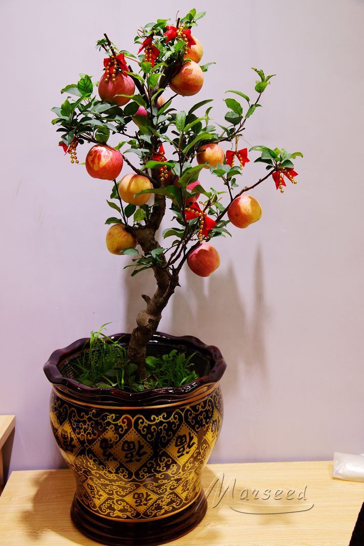 Wholesale Seeds At 3.01, Get 20 Bonsai Apple Tree Seeds Bonsai Tree