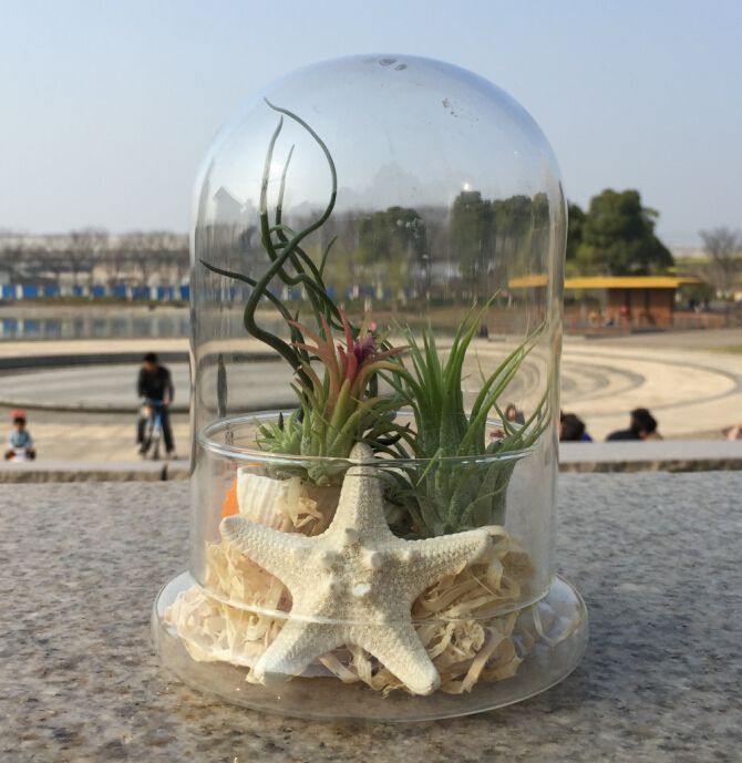 Online Cheap Blown Glass Sun Jar//Miniature Landscape//Indoor Garden,Desktop Vase,Home Decor 