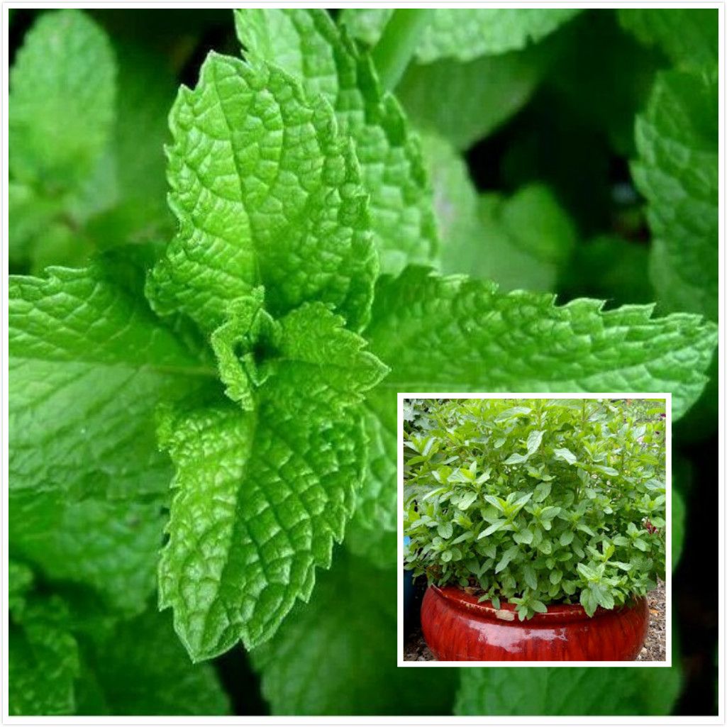 2017 200 Spearmint Mint Seeds Edible Catnip Plant Flower Seeds