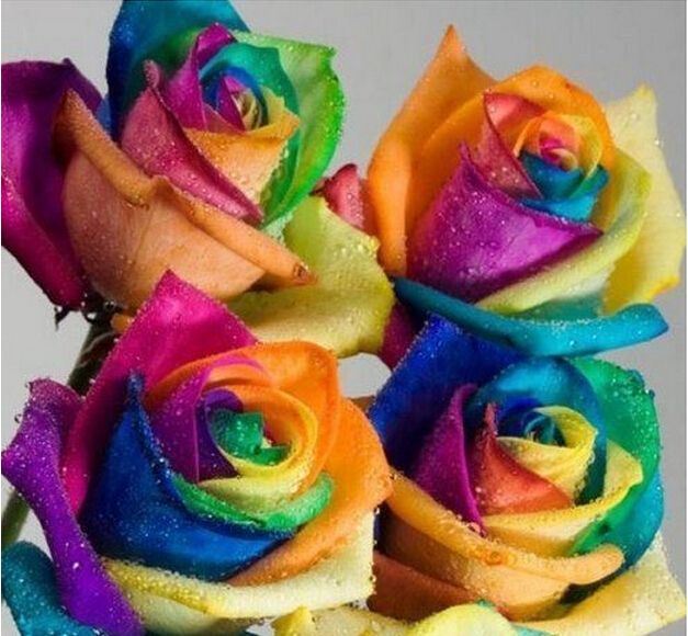Online Cheap Creative Rainbow Rose Seeds Multi Colored Petal New And