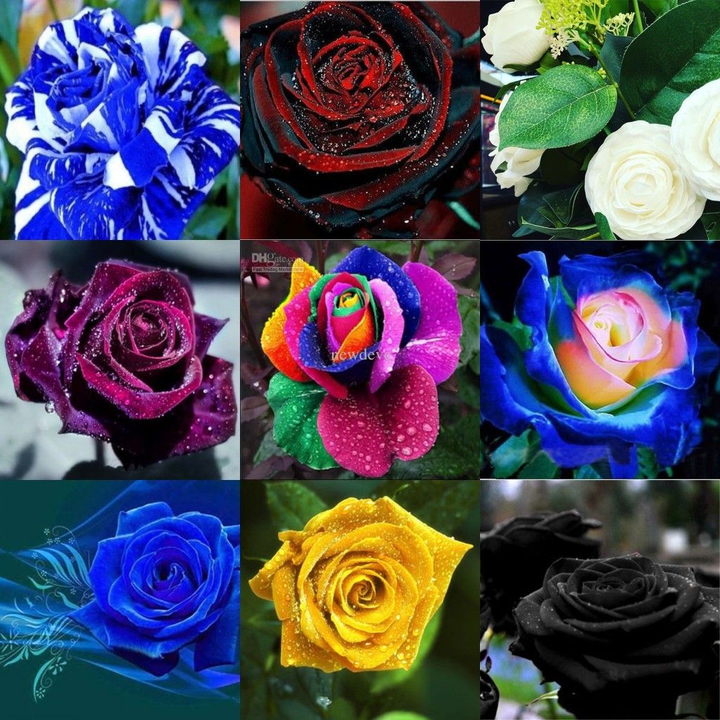 Wholesale New Varieties Rose Pink Tea Rose Flower Seeds Color 100 Seeds