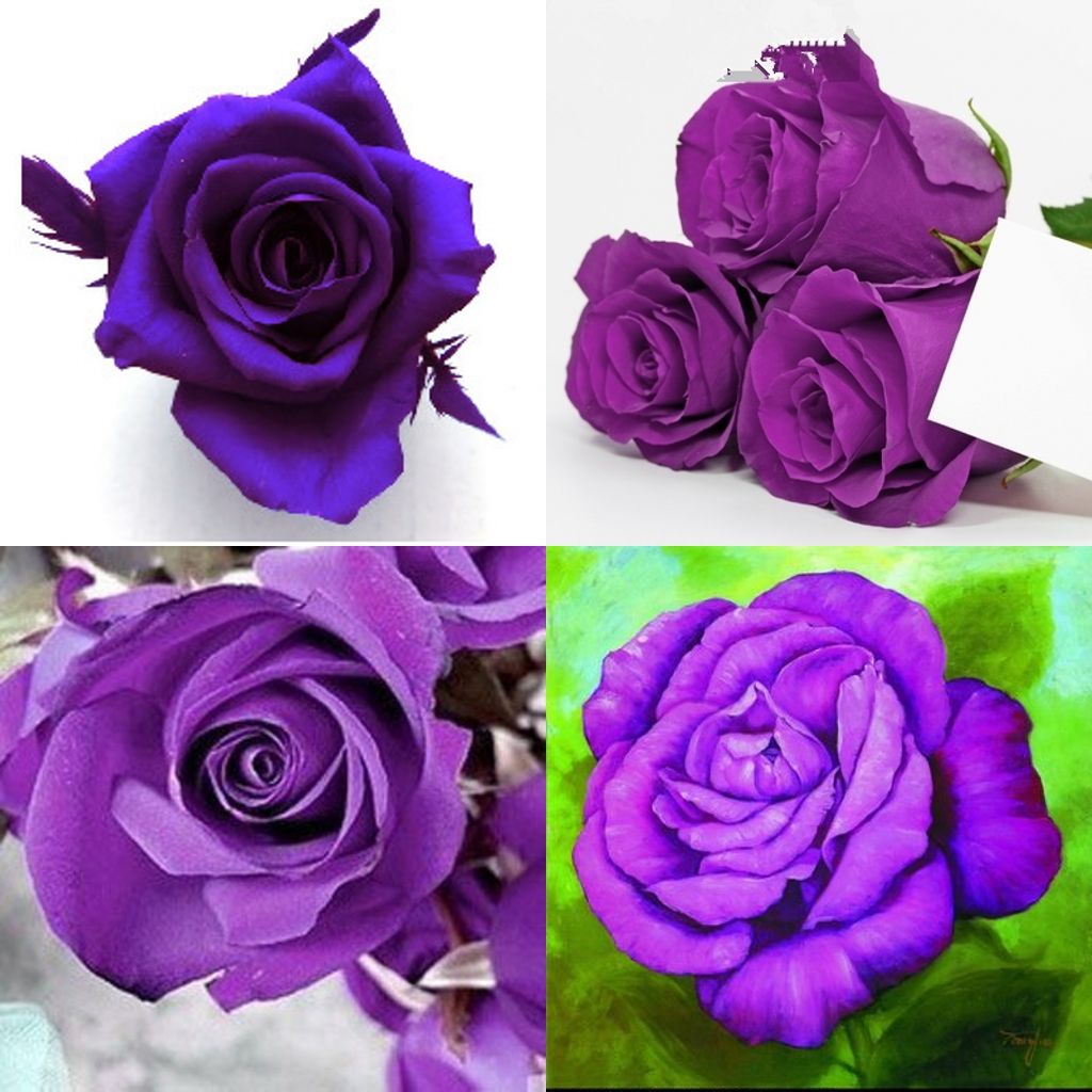 Online Cheap Cheap Purple Rose Seeds Purple Seasons Seed Pack Of 100