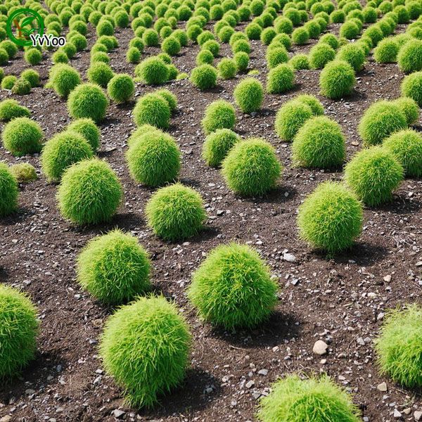 Broomsedge Seeds Grass Seeds Bonsai Plant for Home Garden 100 Particles