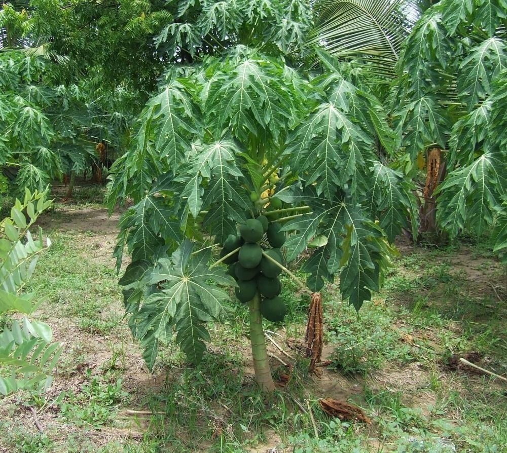 papaya carica dwarf seeds grow semi fast plant decoration garden fruiting at1 z60 year shipping tree dhgate 50pcs larger