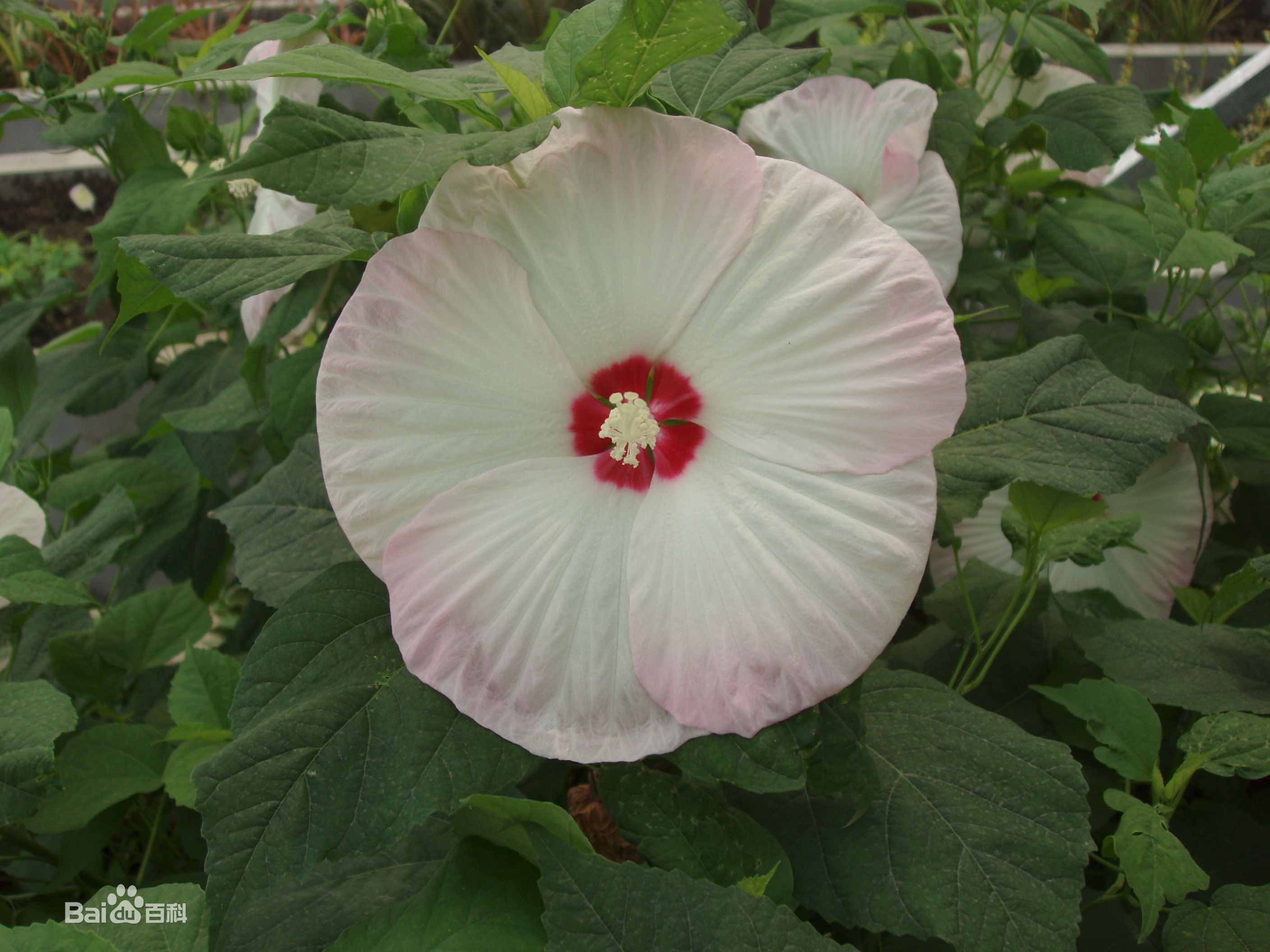 2017 Wholesale Hardy Hibiscus Moscheutos Huge Tropical Blooms Mix Four
