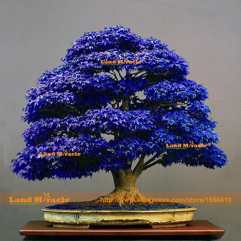 2017 /Pack Bonsai Blue Maple Tree Seeds Bonsai Tree Seeds. Rare