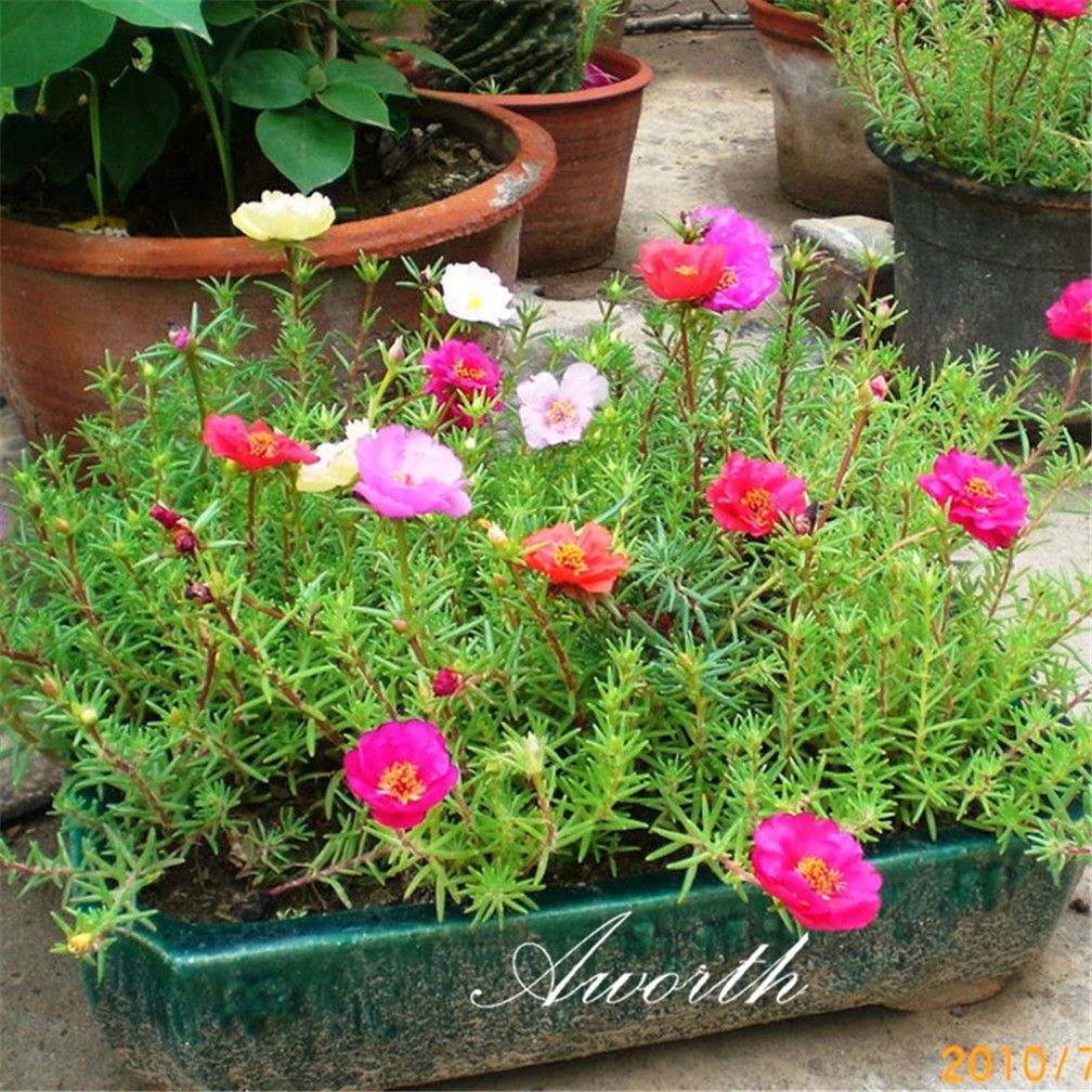 2017 Seeds Mixed Color Portulaca Grandiflora Moss Rose Flower Great In