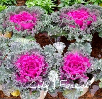 cabbage ornamental mix 2017 ornamental kale brassica oleracea flowering kale cabbage ornamental mix 2017 ornamental kale brassica oleracea flowering kale