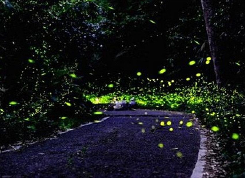 Firefly Magic Solar Battery Operated 220v Yellow Light Firefly Lights