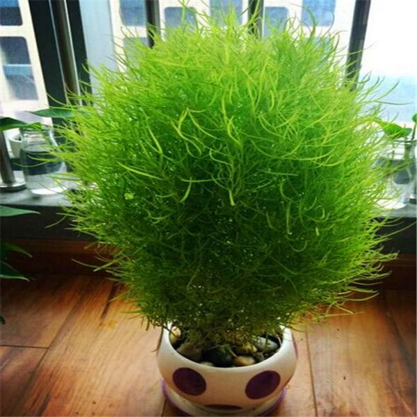 2017 Rare Broomsedge Seeds Grass Seeds Bonsai Grass Seeds, Home Garden