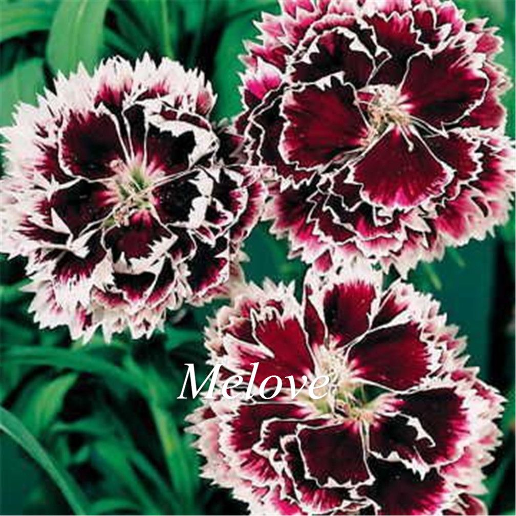 Double Petal Dianthus Perennial Flower 500 Pcs/ Pack Seeds Sweet