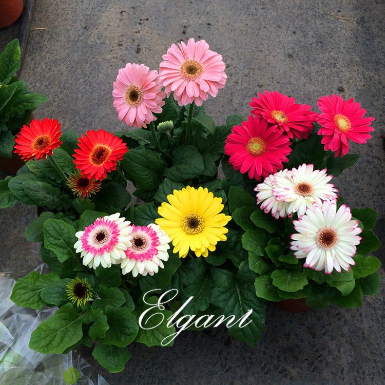 2017 Gerbera Flower 20 Seeds Giant / Perennial Daisy Flower Great For