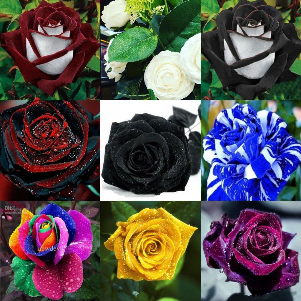 2016 Cheap Rose Seeds Popular 10 Different Colors Garden Seeds Package