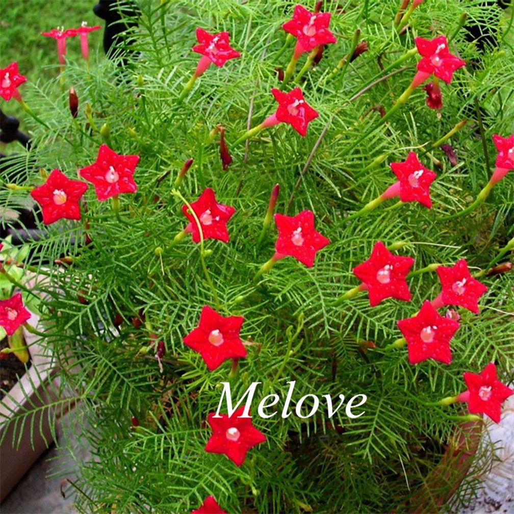 2018 20 Red Cypress Vine Flower Seeds Star Glory