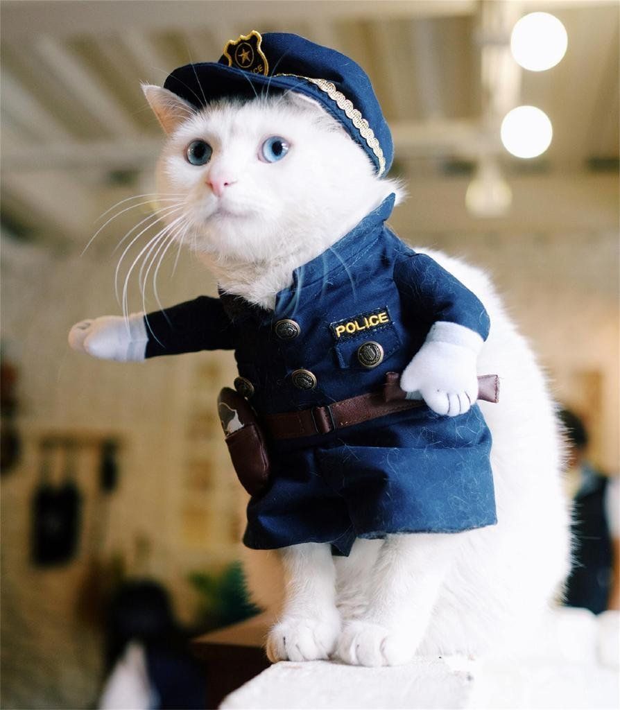 Cats In Uniform 93