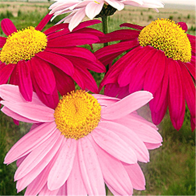 2017 Pyrethrum Daisy Flower 50 Seeds Mix Color Easy To Grow From Seeds