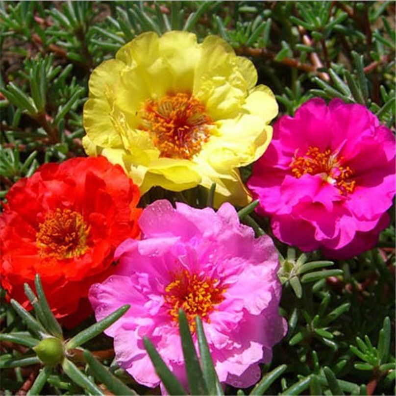 2018 Portulaca Grandiflora Moss Rose Mixed Color Double Flower Seeds Easy Growing Diy Home