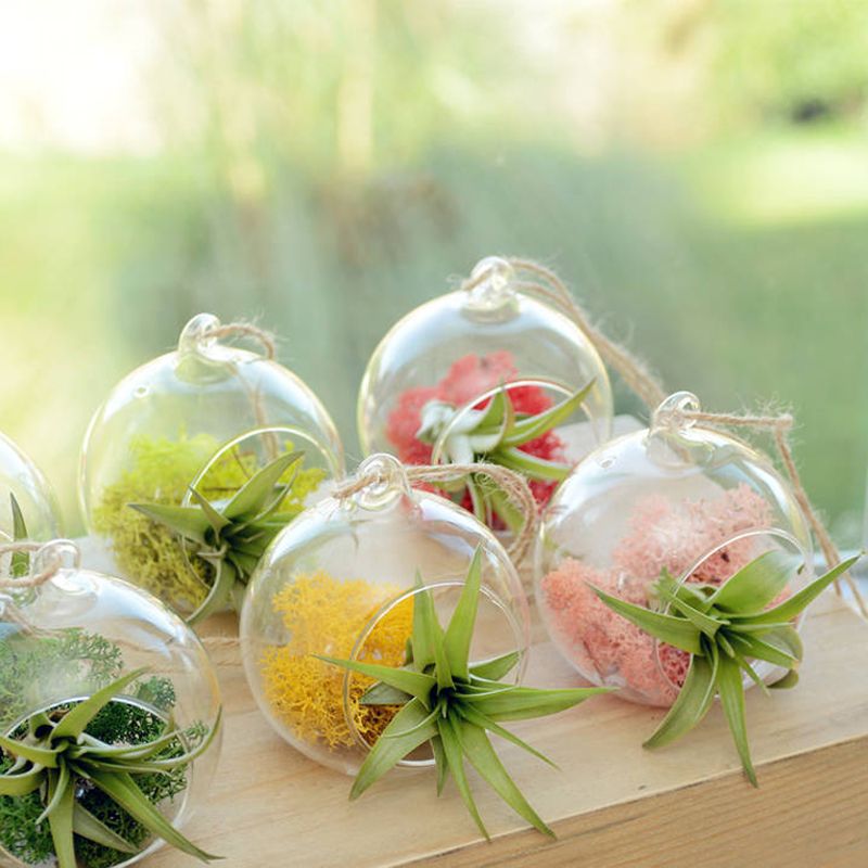 8 Cm Creative Hanging Glass Vase Succulent Air Plant Display Terrarium
