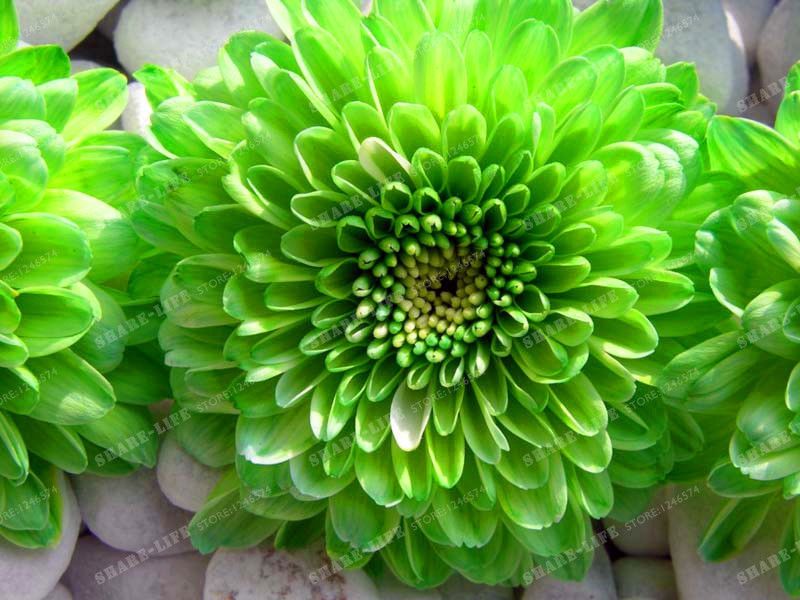 2018 Wholesale Green Dahlia Bulbs Flower,Not Dahlia Seeds,Bonsai Flower
