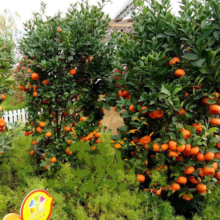 65xy Fruit Seed Dwarf Standing Orange Tree Seeds Oranges Indoor Plant