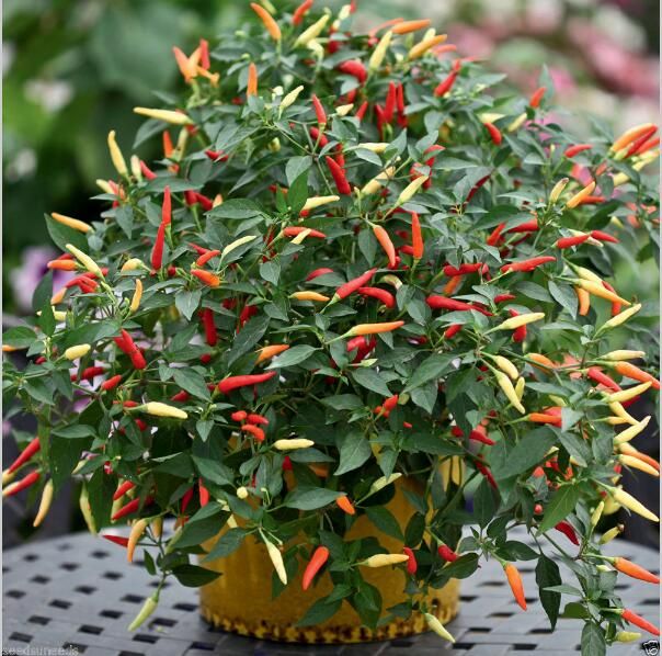 2017 Heirloom Thai Sun Hot Pepper Capsicum Annuum Ornamental Chili