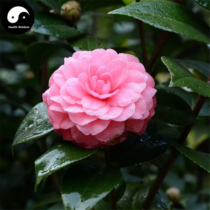 2018 Buy Common Camellia Tree Seeds Plant Chinese Camellia Japonica