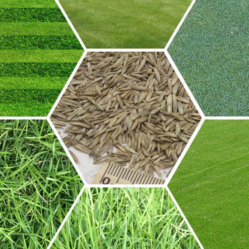 2018 Turf Grass Seeds Golf Soccer Fields Villa Special Grade Evergreen