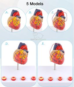 1: 1 modèle de cardiaque humain Structure cardiaque afficher l'anatomie médicale Aides pédagogiques Modèle éducatif en cardiologie