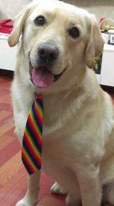10 pc/lot 2016 grande vente grands chiens cravates cravates pour gros chien toilettage fournitures P22