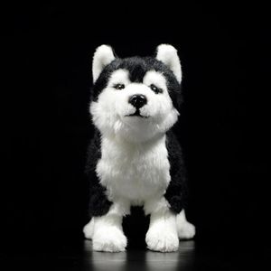 25 CM Perro Husky Siberiano de Peluche de Juguete W Marrón Ojos Azules Realista Malamute de Alaska Juguetes de Peluche Regalos de Navidad LJ201126219z