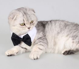 Résultat de recherche d'images pour "vetement pour animaux chat"