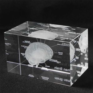 3D İnsan Anatomik Model Paperweight Lazer Kazınmış Beyin Kristal Cam Küp Anatomisi Zihin Nöroloji Düşünme Bilim Hediye 211101