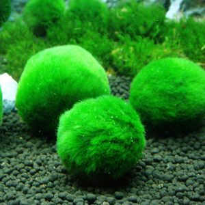 3-4cm Marimo Moss Balls Canlı Akvaryum Tesisi Yosun Balık Karides Tank Süslemesi Mutlu Çevre Yeşil Deniz Yosunu Top N50 Süslemeler301L