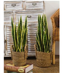 Decorative Flowers & Wreaths 60cm Artificial Sansevieria Trifasciata Snake Plant Big Size Tropical Green Home Decoration Succulent High Qual