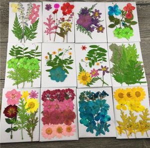 Wholesale-Mixed Dried Pressed Flower+ Leaf Leaves Plants Herbarium For Jewelry Postcard Photo Frame Phone Case Making DIY 12 Designs Pick