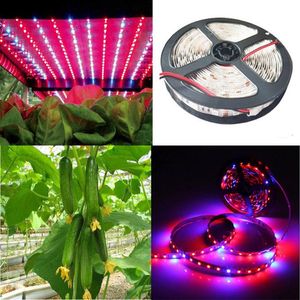 5050 60led/m lumière de bande de culture de plantes led lumière de serre pour une utilisation en intérieur bande bleue rouge