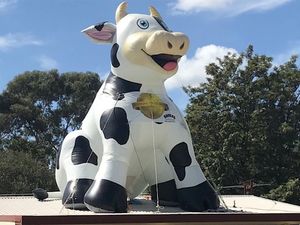 5mH (16,5 pieds) avec ventilateur en gros mascotte gonflable de caroon de vache sacrée d'Oxford assise en plein air avec nom de marque pour la promotion sur le toit