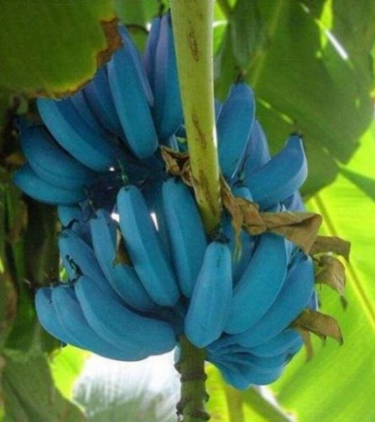 

100 шт./пакет бонсай синий банан семена бонсай фруктовые семена субтропики овощные