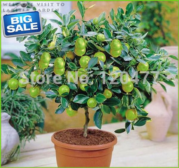 Lemon Seeds,Beautifying Courtyard Bonsai,New Plant Cheap Lemon Tree Seeds - 100Pcs/lot
Lemon Seeds,Beautifying Courtyard Bonsai,New Plant Cheap Lemon Tree Seeds - 100Pcs/lot