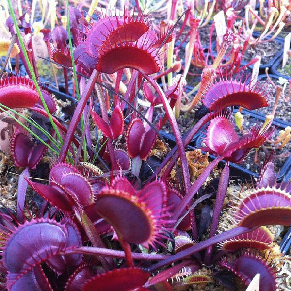 A Package 100 Pieces Red Dragon Flytrap Seed Bonsai Potted Dionaea Muscipula Plant Seed Terrace Garden Carnivorous Plant Seed
A Package 100 Pieces Red Dragon Flytrap Seed Bonsai Potted Dionaea Muscipula Plant Seed Terrace Garden Carnivorous Plant Seed
