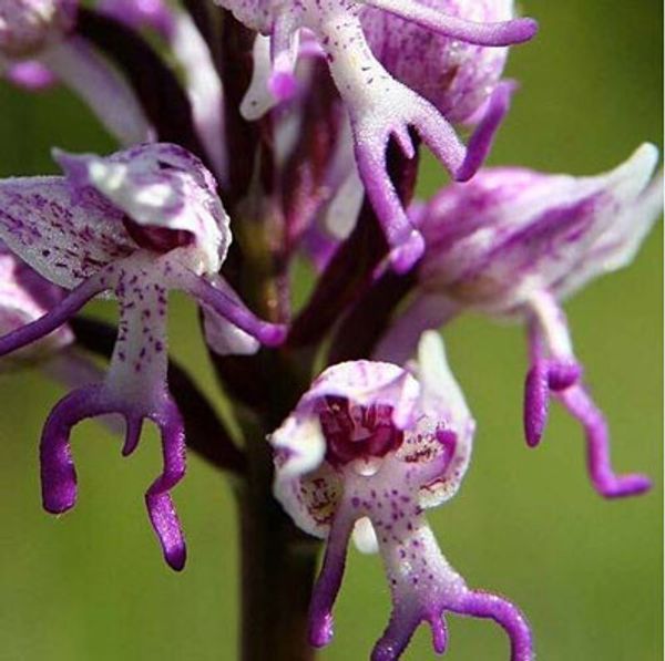 Странные цветы, Orchis italica, также известный как: Portland man Orchis. в вызванном Китае: орхидея обезьяны -100 частиц / пакет
Странные цветы, Orchis italica, также известный как: Portland man Orchis. в вызванном Китае: орхидея обезьяны -100 частиц / пакет