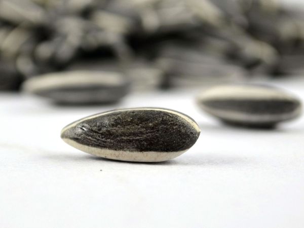 lot ai weiwei porcelain sunflower seeds london tate modern 2010 wholesale gift drop shipping home decor party decoration
lot ai weiwei porcelain sunflower seeds london tate modern 2010 wholesale gift drop shipping home decor party decoration