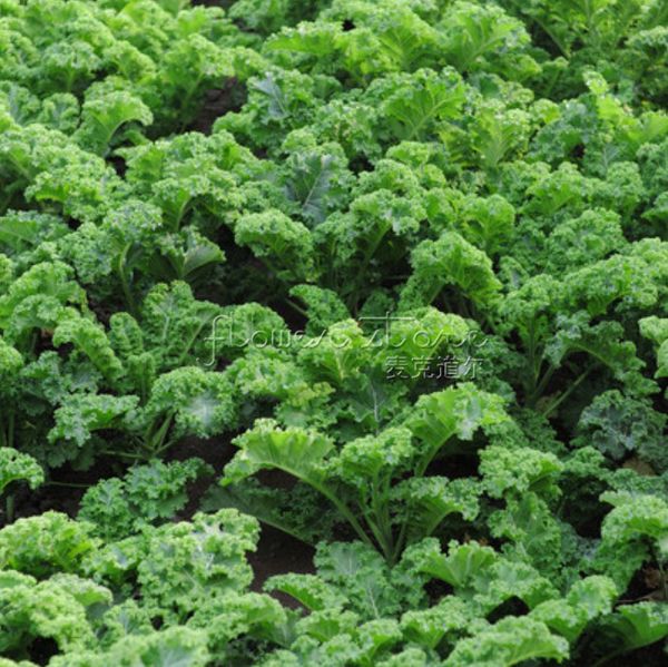 200 капуста "Vates Blue Scotch Curled" (Brassica oleracea) семена,, впечатляет Бесплатная доставка TT087
200 капуста "Vates Blue Scotch Curled" (Brassica oleracea) семена,, впечатляет Бесплатная доставка TT087