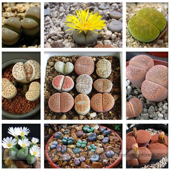 Pebble Plant Mix Cactus Lithops Succulents Living Stones Seeds, Professional Pack, 100 Seeds / Pack #NF964
Pebble Plant Mix Cactus Lithops Succulents Living Stones Seeds, Professional Pack, 100 Seeds / Pack #NF964